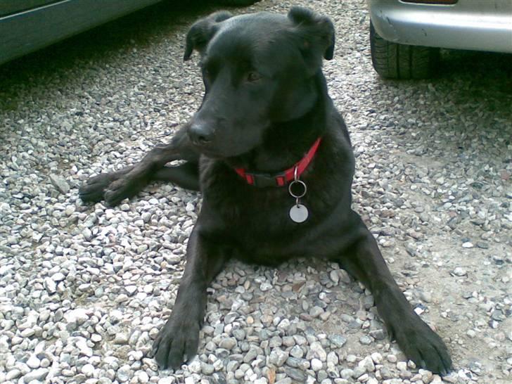 Blanding af racer Rocky  Aflivet d. 27/5 09 billede 3