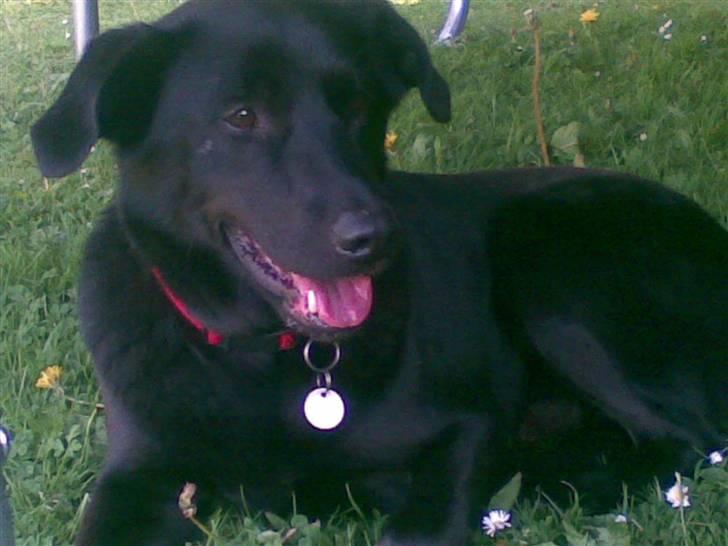 Blanding af racer Rocky  Aflivet d. 27/5 09 billede 4