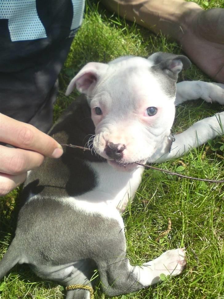 Amerikansk staffordshire terrier Dia billede 7