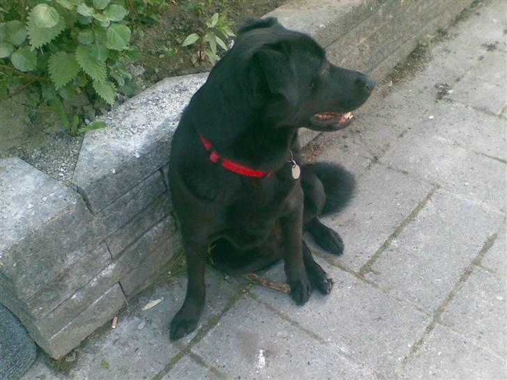 Blanding af racer Rocky  Aflivet d. 27/5 09 billede 5