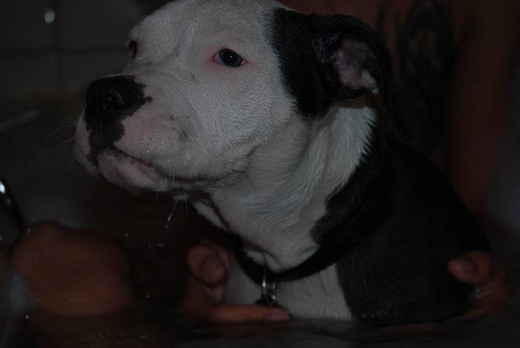 Amerikansk staffordshire terrier Dia - Dia i bad :) billede 8