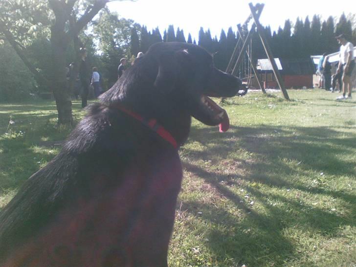 Blanding af racer Rocky  Aflivet d. 27/5 09 billede 6