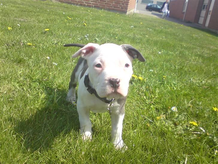 Amerikansk staffordshire terrier Dia - 9 uger gammel billede 6