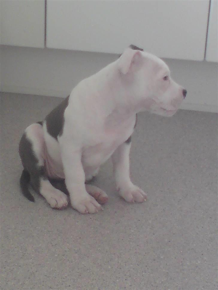 Amerikansk staffordshire terrier Dia billede 5