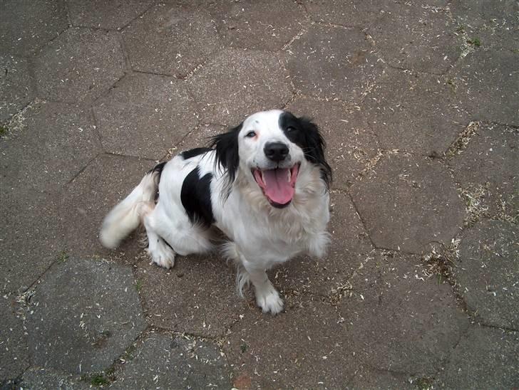 Field Trial spaniel sørøver sally billede 1