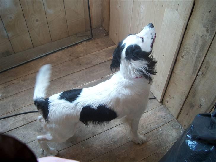 Field Trial spaniel sørøver sally billede 2