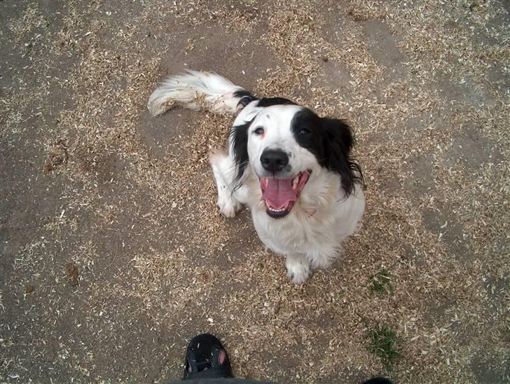 Field Trial spaniel sørøver sally billede 3