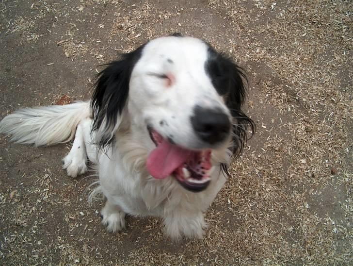 Field Trial spaniel sørøver sally billede 4