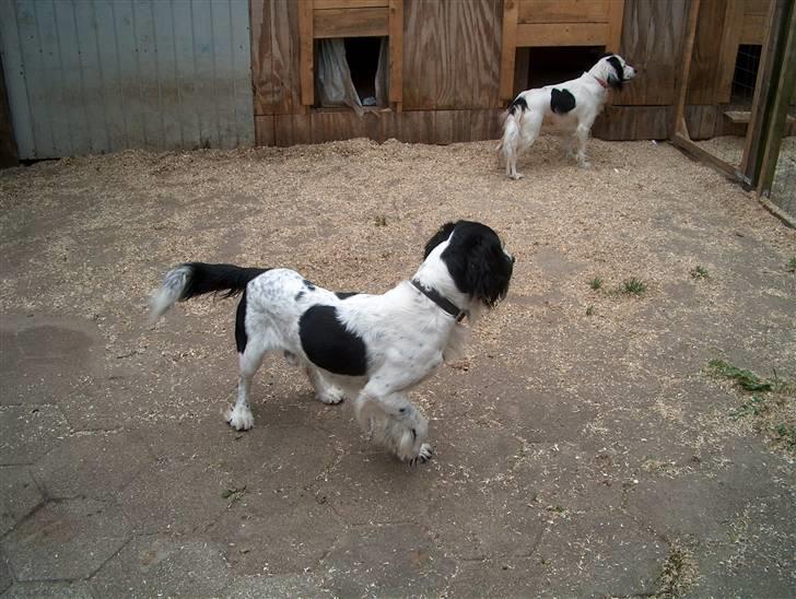 Field Trial spaniel sørøver sally - her er sally og tymmon. de skal lave hvalpe til næste år når hun er gammel nok til det. billede 5