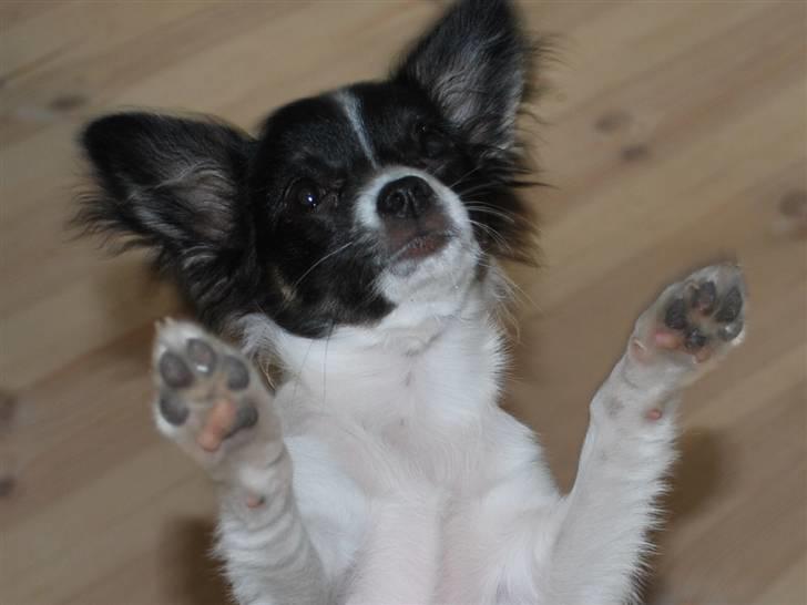 Chihuahua Soya - Vinke vinke... billede 2