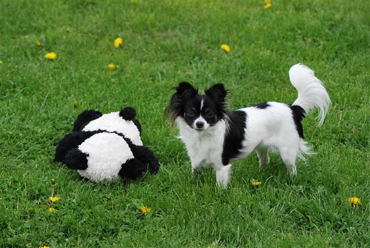 Chihuahua Soya - Soya og hendes ynglings bamse. billede 3