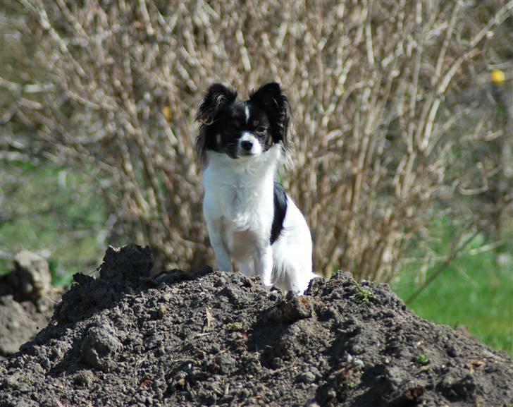 Chihuahua Soya - Se jeg har hjulpet med at grave have. billede 4