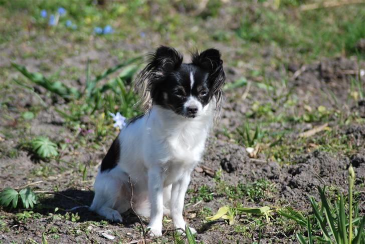 Chihuahua Soya - Min mor siger jeg skulle have været en dreng, fordi jeg elsker at grave. billede 5