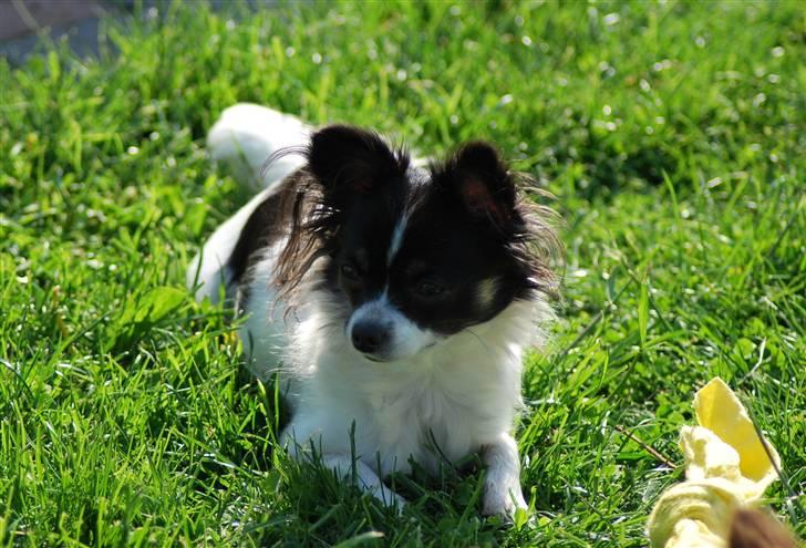 Chihuahua Soya - Ihh det er dejligt her i græsset. billede 7
