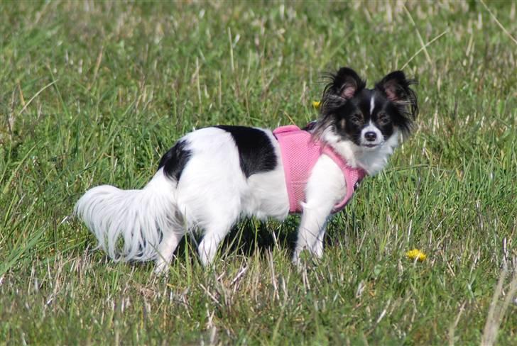 Chihuahua Soya - Soya på græsmark, det er noget hun elsker. billede 8