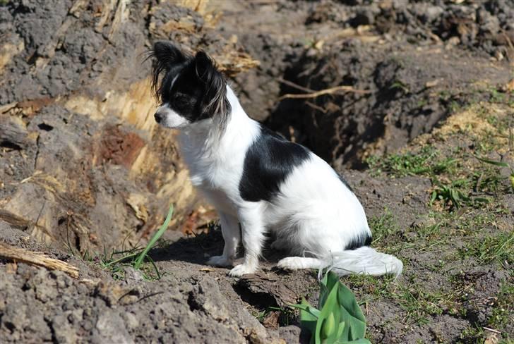 Chihuahua Soya - En stolt Soya efter hun har hjulpet sin far med at grave en træstup op i haven. billede 10