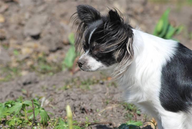 Chihuahua Soya - Måske man skulle have været hel sort... smiler. billede 11