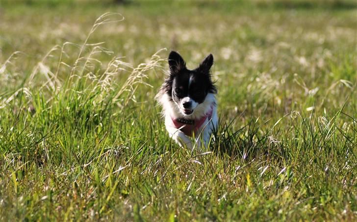 Chihuahua Soya - Se hvor stærkt jeg kan løbe... billede 13