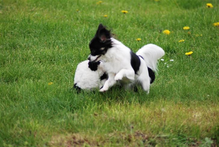 Chihuahua Soya - Her kommer jeg med min dejlige bamse. billede 14