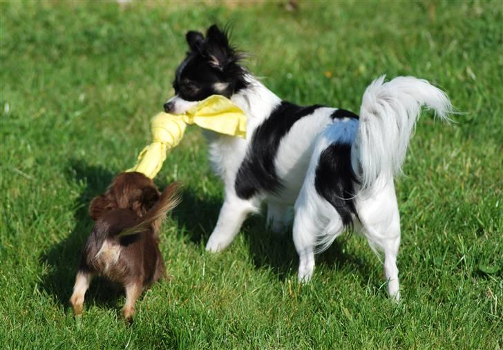 Chihuahua Soya - Træk nu Selma. billede 16