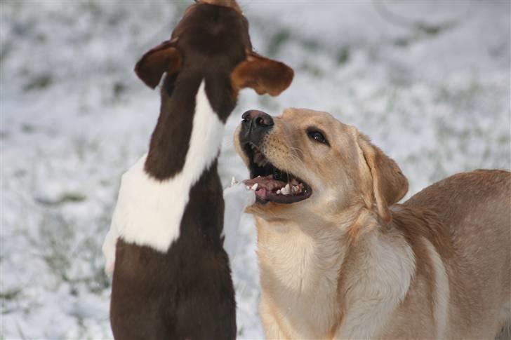 Labrador retriever Nico     31/08 billede 16