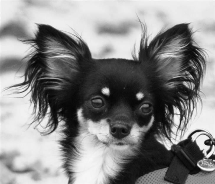 Chihuahua Silke billede 18