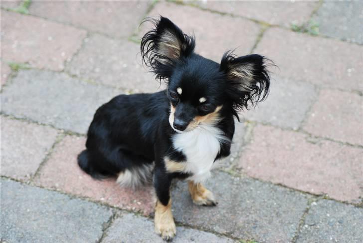 Chihuahua Silke - Ihh her er dejligt på terassen. Skønt med al den dejlige sol. billede 19