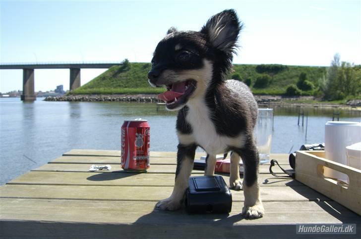 Chihuahua Silke - Silke som hvalp. På badebroen hos mine forældre. billede 20