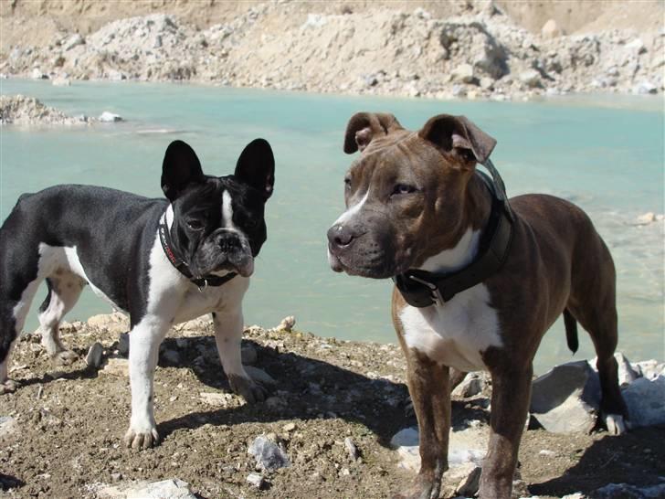 Amerikansk staffordshire terrier Emma - Emma & Luna billede 13