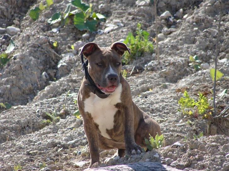 Amerikansk staffordshire terrier Emma - Emma billede 14