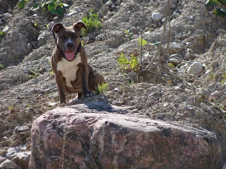 Amerikansk staffordshire terrier Emma - Emma billede 15