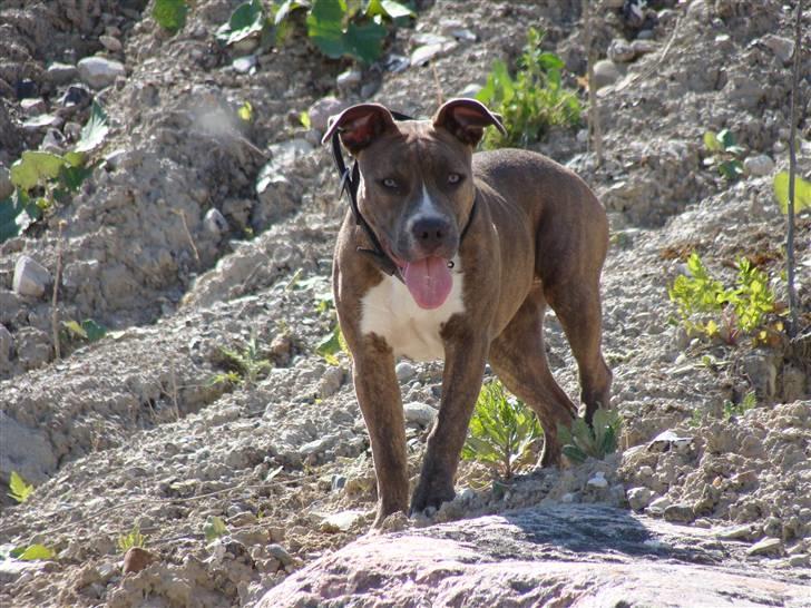 Amerikansk staffordshire terrier Emma - Emma billede 16