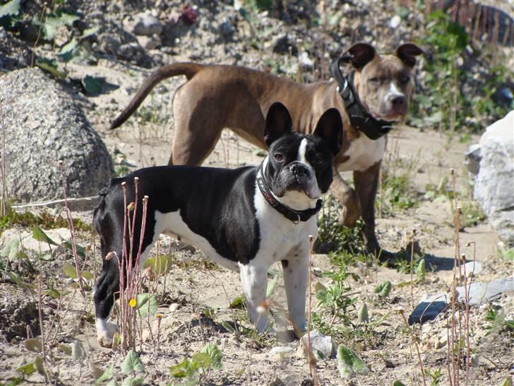 Amerikansk staffordshire terrier Emma - Emma & Luna billede 17