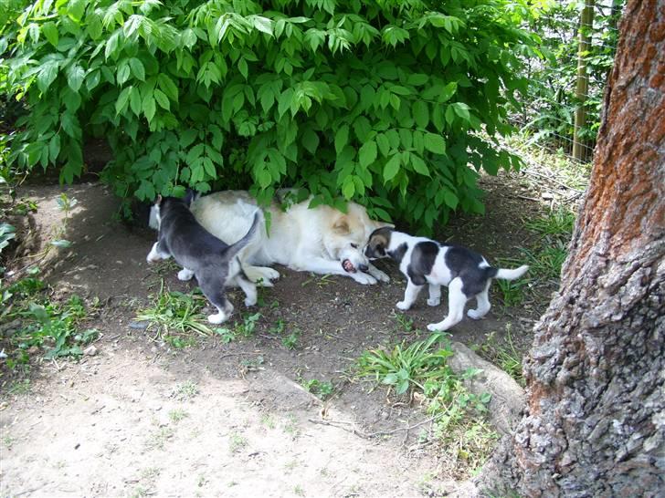 Alaskan husky Ajuk - Ville ønske at jeg kunne få madro billede 9