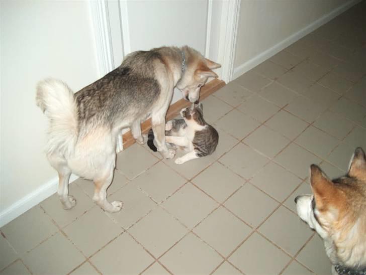 Alaskan husky Ajuk - Er det en hvalp? billede 10