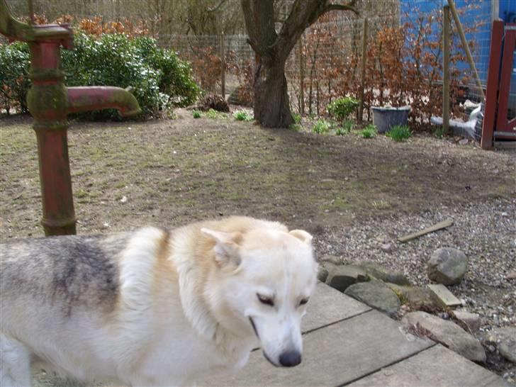 Alaskan husky Ajuk billede 11