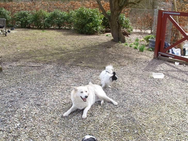 Alaskan husky Ajuk billede 12