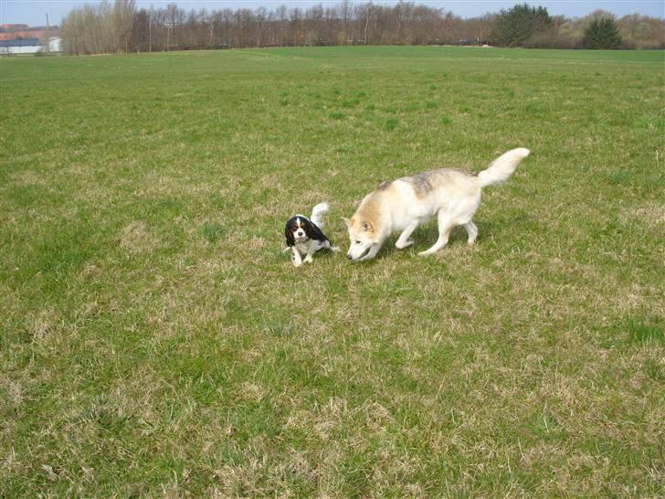 Alaskan husky Ajuk billede 13