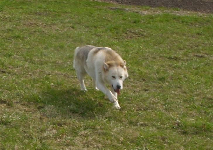 Alaskan husky Ajuk billede 14