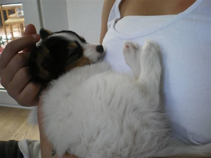 Papillon Suey - Puttetrold :) billede 9