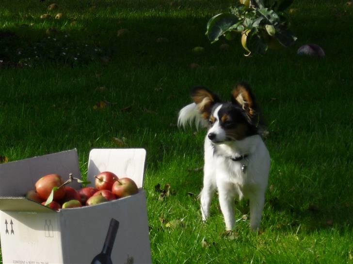 Papillon Suey - Hun er bare så smuk min pige! :) billede 10