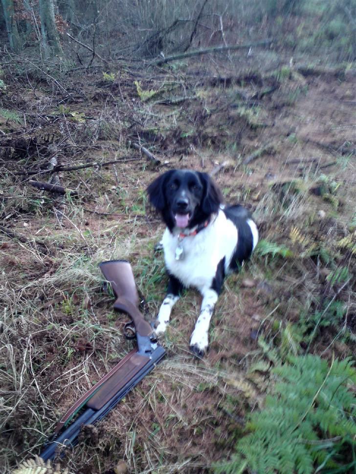 Stabijhoun Victor - Victor passer på fars gevær :) billede 8