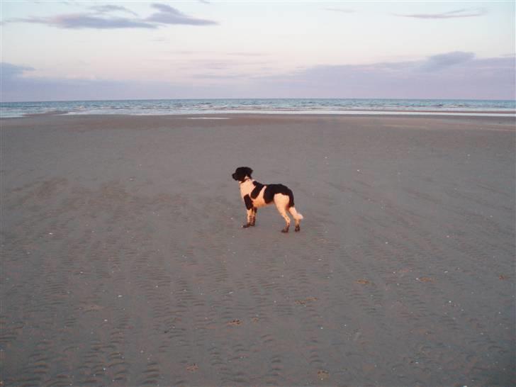 Stabijhoun Victor billede 9