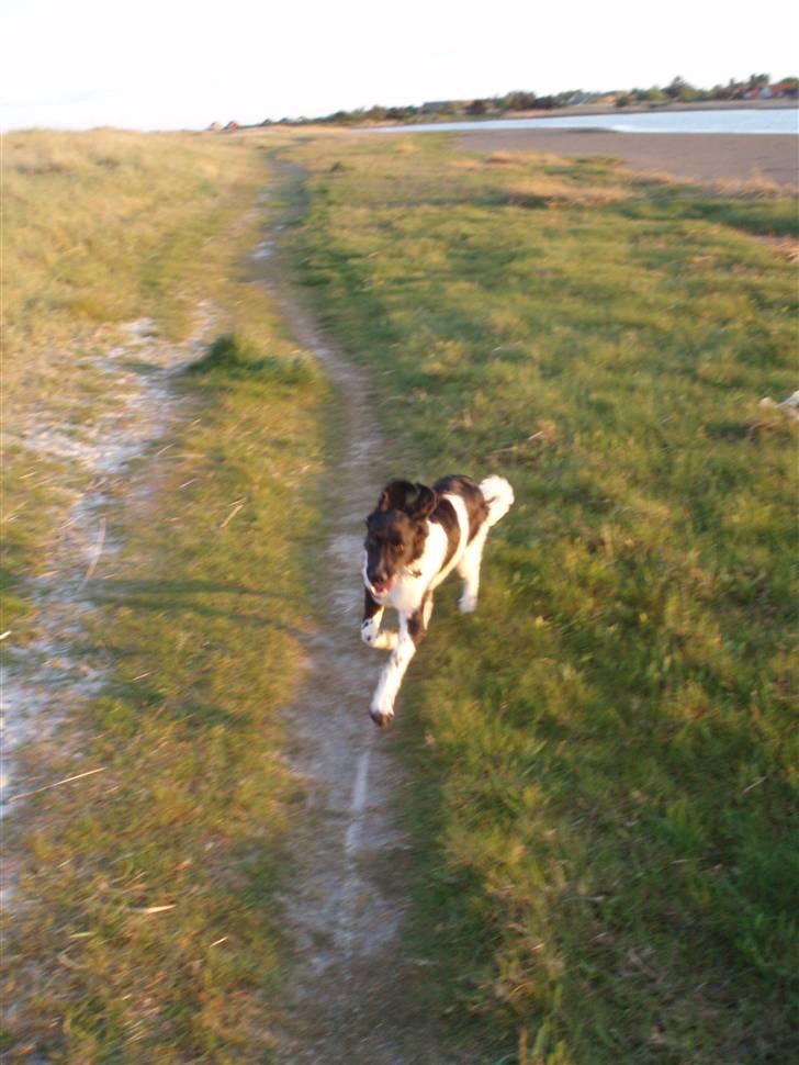 Stabijhoun Victor billede 10