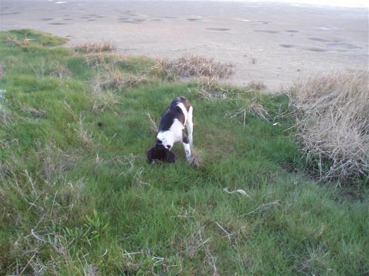 Stabijhoun Victor billede 11