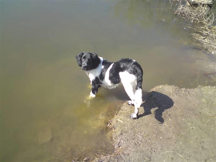 Stabijhoun Victor billede 12