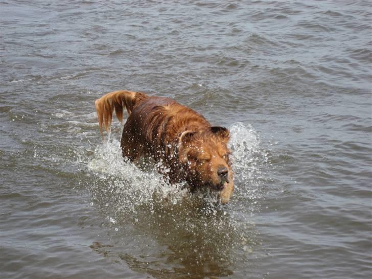 Golden retriever elmer billede 2