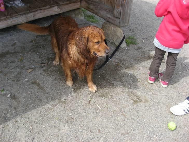 Golden retriever elmer billede 3
