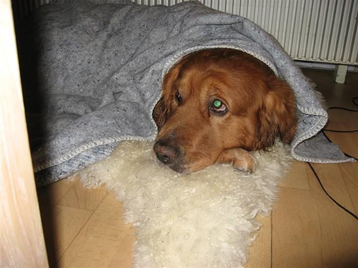 Golden retriever elmer billede 4