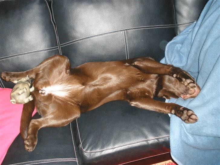 Labrador retriever Askepot billede 7